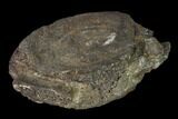 Fossil Whale Cervical/Thoracic Vertebra - South Carolina #160878-1